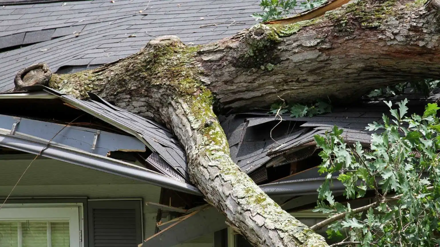 Fallen tree branch on a residential roof after a storm